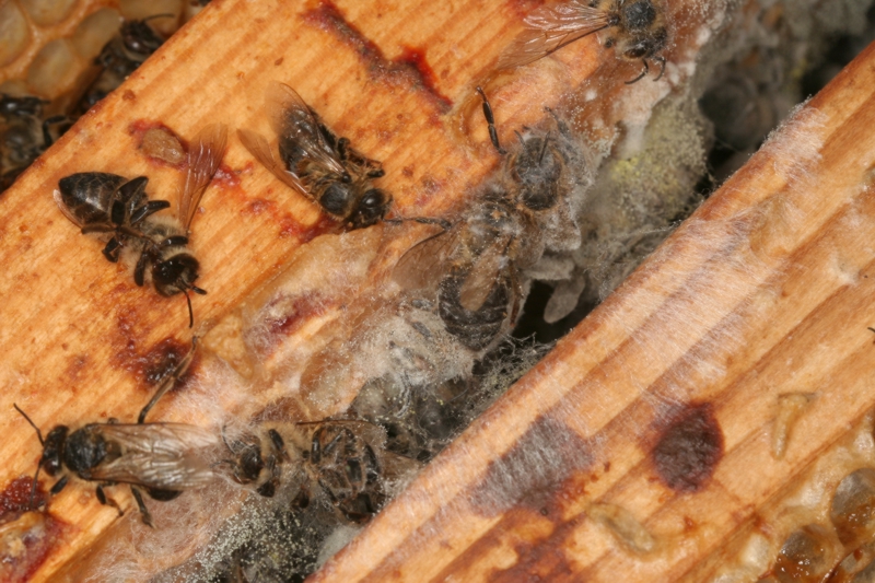 Tote Bienen, Kot und Schimmel